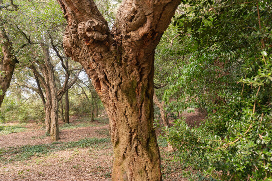 Massandra Park. Yalta, Crimea. Pedunculate oak (Quercus suber), commonly known as cork oak, stands in wooded area, its thick, gnarled trunk revealing signs of age. Dry leaves cover ground beneath tree