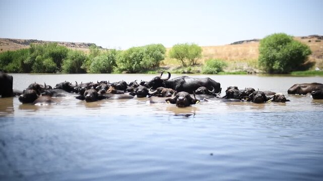 A large herd of Anatolian water buffalo (Bubalus bubalis) is cooling off in the Tigris River amidst the scorching summer heat.