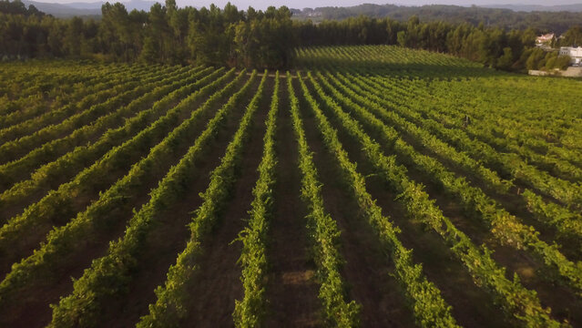 Aerial View of Lush Vineyard Rows in Portugal
