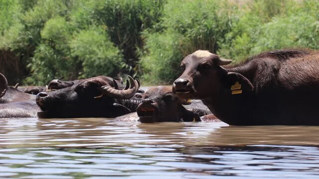 A large herd of Anatolian water buffalo (Bubalus bubalis) is cooling off in the Tigris River amidst the scorching summer heat.
