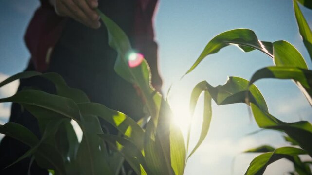 A farmer in a cap observes corn crops against a blurred background. A close-up of his hands inspecting the green leaves of the crop in the field is in focus. Concept of agronomic crop monitoring