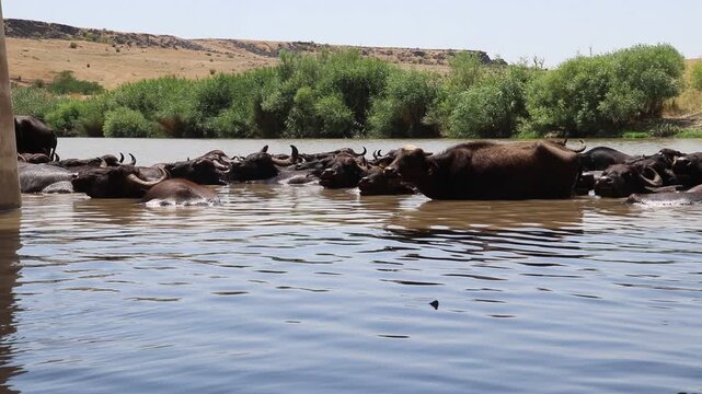 A large herd of Anatolian water buffalo (Bubalus bubalis) is cooling off in the Tigris River amidst the scorching summer heat.