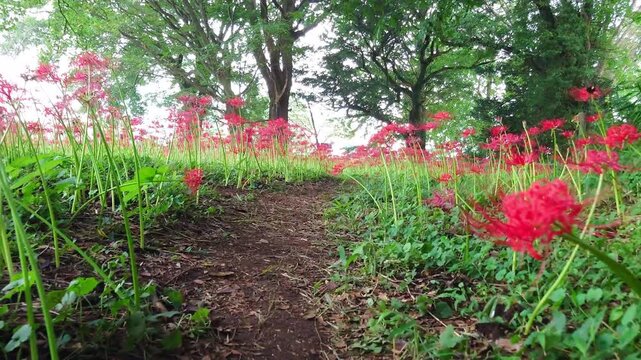 彼岸花群（大分県竹田市七ツ森古墳群）
