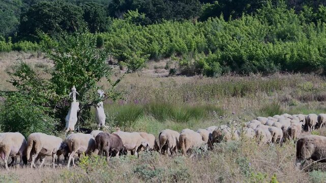 Two white goats stand on their hind legs to stretch and eat leaves from a tree, while a large flock of sheep grazes and passes by in a rural pasture.
