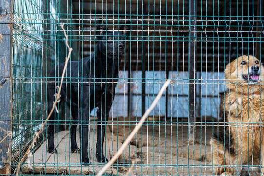 Homeless Dog in Animal Shelter Kennel Waiting for Adoption
