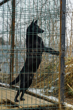 Homeless Dog in Animal Shelter Kennel Waiting for Adoption