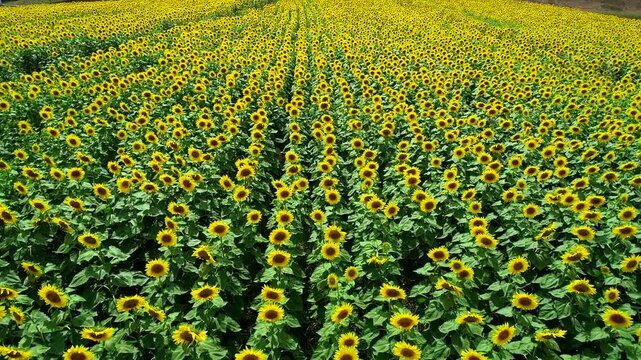 A breathtaking view of a vast sunflower field in full bloom beneath a bright blue sky. Endless rows of vibrant yellow sunflowers create a stunning summer agricultural landscape in the countryside.