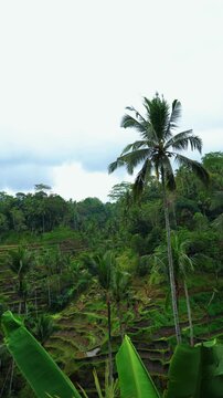 Lush green Tegalalang rice terraces bathed in morning sunlight, Ubud, Bali, Indonesia