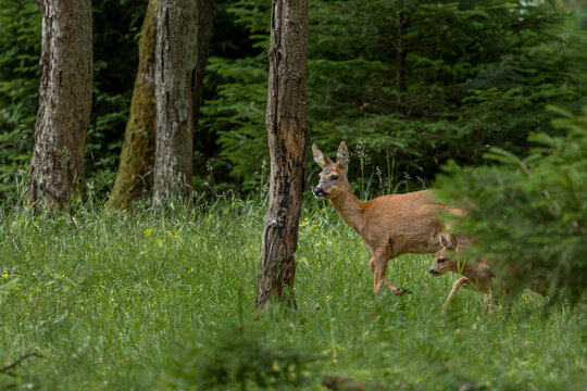 Eine Ricke sucht mit ihrem Rehkitz (Capreolus capreolus) in einem lichten Eichenwald nach Nahrung, Sommerfell, Tierkinder, Juli, D&auml;nemark