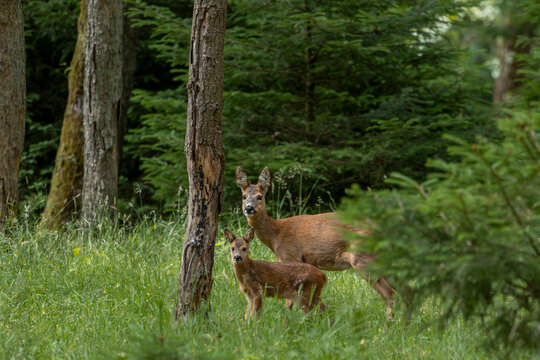 Bevor Ricke und Rehkitz (Capreolus capreolus) mit der Nahrungssuche beginnen, wird die Umgebung ausgiebig inspiziert, Sommerfell, Tierkinder, Juli, D&auml;nemark