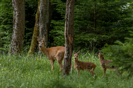 Aufmerksam sichert die kleine Rehfamilie (Capreolus capreolus) in alle Richtungen, Sommerfell, Tierkinder, Juli, D&auml;nemark