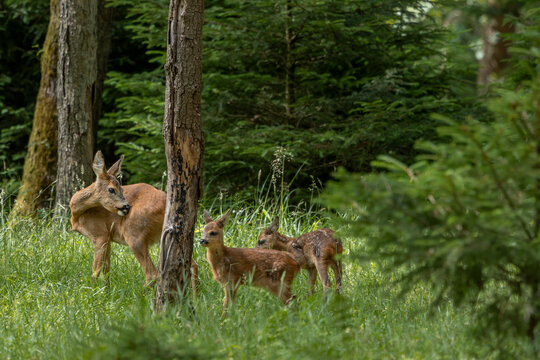 Die Ricke im Sommerfell widmet sich entspannt der Fellpflege, w&auml;hrend die Rehkitze (Capreolus capreolus) entspannt das n&auml;here Umfeld erkunden, Tierkinder, Juli, D&auml;nemark