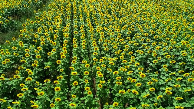 A breathtaking view of a vast sunflower field in full bloom beneath a bright blue sky. Endless rows of vibrant yellow sunflowers create a stunning summer agricultural landscape in the countryside.