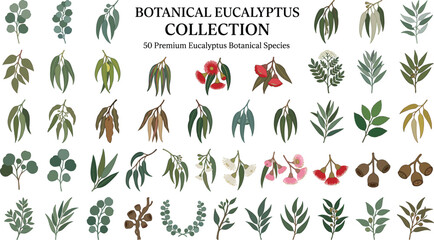 Botanical eucalyptus leaves and flowers collection, hand drawn vector illustration set of Australian flora. Organic foliage branches for wedding stationery, branding, packaging, and natural design © Hoody Baba