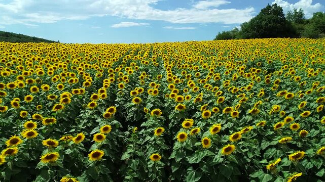 A breathtaking view of a vast sunflower field in full bloom beneath a bright blue sky. Endless rows of vibrant yellow sunflowers create a stunning summer agricultural landscape in the countryside.