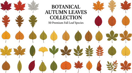 Set of botanical autumn leaves in flat vector style. Colorful fall foliage collection including maple, oak and ginkgo leaf shapes for seasonal poster, thanksgiving greeting card and web design © Hoody Baba