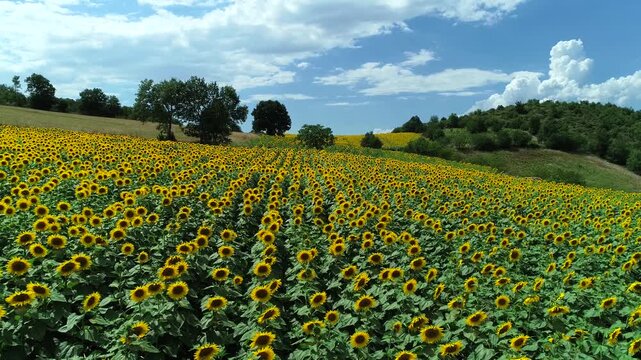 A breathtaking view of a vast sunflower field in full bloom beneath a bright blue sky. Endless rows of vibrant yellow sunflowers create a stunning summer agricultural landscape in the countryside.