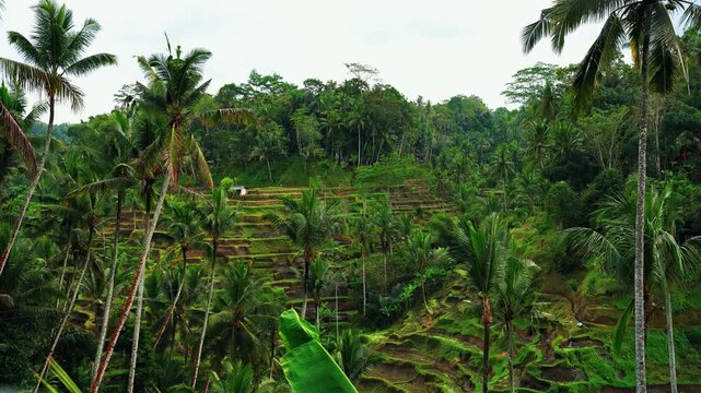 Lush green Tegalalang rice terraces bathed in morning sunlight, Ubud, Bali, Indonesia