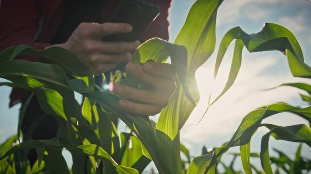 A farmer takes a photo of green corn leaves in an open field, recording data on the crop's development. The bright sun illuminates the cobs. A concept for monitoring the growth of grain crops. 