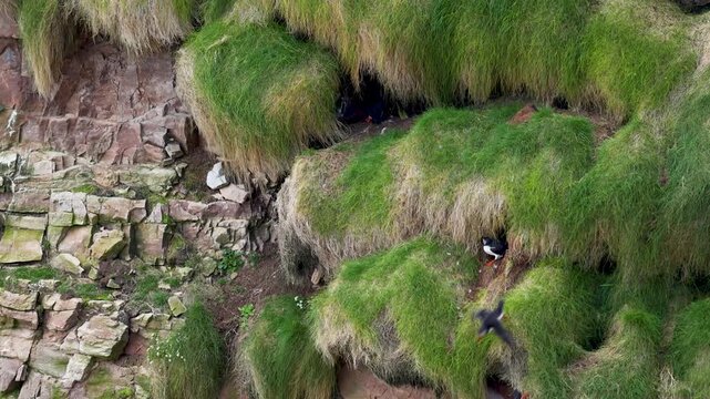 Puffins escaping a pigeon on a cliff of Tory Island, Toraigh, County Donegal, Ireland