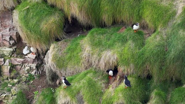 Puffins sitting on a cliff of Tory Island, Toraigh, County Donegal, Ireland