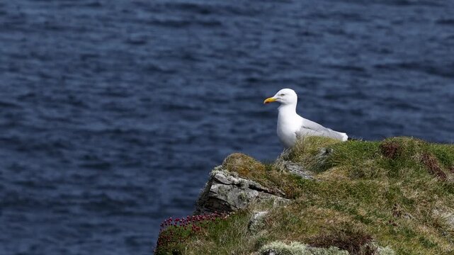 A seabird sitting on the cliff of Tory Island, Toraigh, County Donegal, Ireland