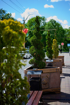 Grodno, Belarus, May 27, 2026 Plants are arranged in planters along a city sidewalk. The sun shines down on the scene. People and cars can be seen in the background