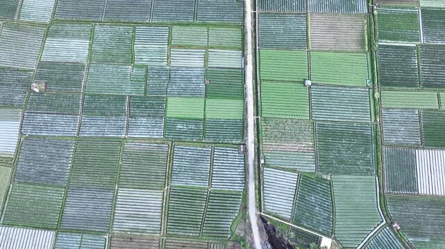 Aerial view of vibrant agricultural fields with a grid-like pattern of crops and a narrow road in Sembalun, West Nusa Tenggara, Indonesia.