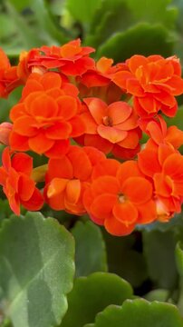 Close-up of a blooming Kalanchoe. The orange succulent is on the move. Slow motion for video postcards and gardening blogs.