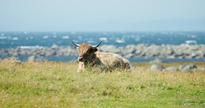 Telephoto portrait of resting Highland cattle on Lista, Norway