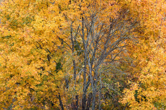 Autumn maple tree background with yellow orange foliage and bare dry branches