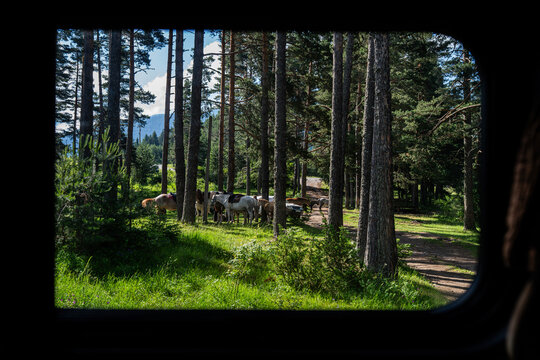 campervan nature