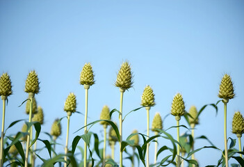 Obraz premium Green sorghum plants with developing seed heads against a clear blue sky, agricultural crop field in summer, Sustainable farming practices and the cultivation of important grain crops