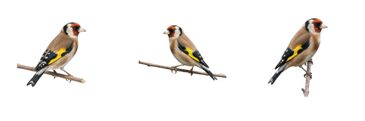 Naklejka premium European goldfinch perched on twigs motion sequence set isolated on transparent background for wildlife design and nature animation mockups