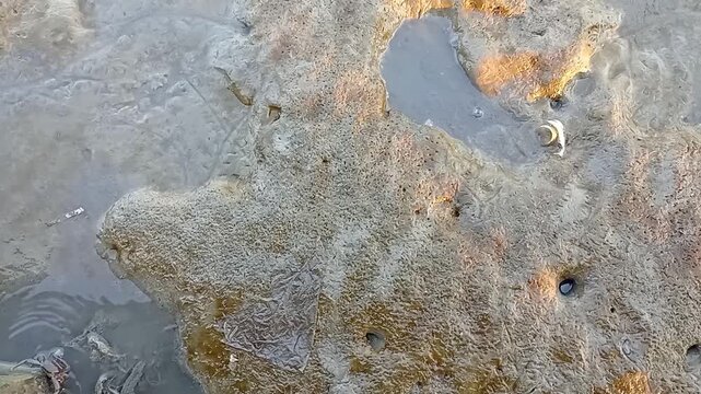 Footage Video of Mudskipper Fish on Wet Coastal Mudflat During Low Tide
