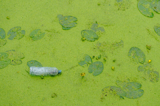 Plastic bottle pollution in a green pond with duckweed and water lily leaves. Ecological problem of plastic waste in natural freshwater environment.