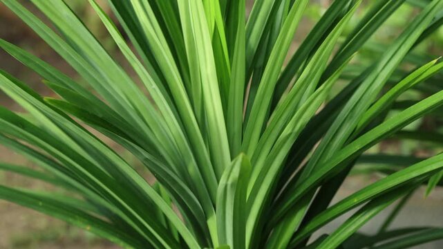 Fresh Pandan Plant Growing in Garden