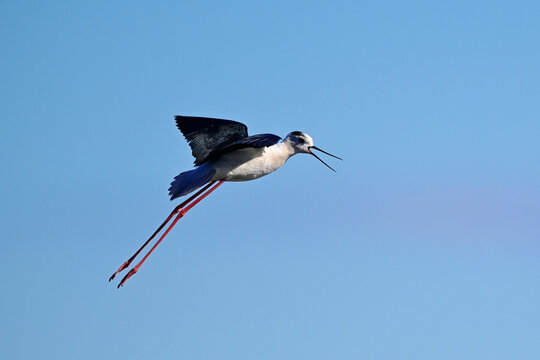 Black-winged stilt // fliegender Stelzenl&auml;ufer  (Himantopus himantopus) - Extremadura, Spain