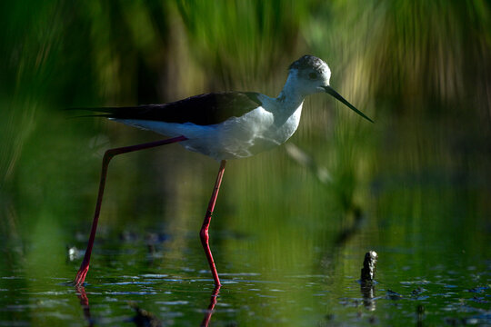 Stelzenl&auml;ufer // Black-winged stilt (Himantopus himantopus) - Extremadura, Spanien