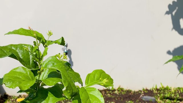 Close Up of Green Jasmine Plant Leaves and Buds in Garden Under Sunlight