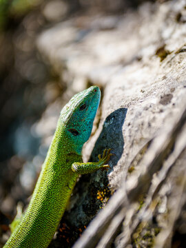 Nature climbing