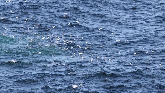 Seabirds swimming in waters of Tory Island, Toraigh, County Donegal, Ireland