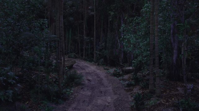 Silent forest trail at moonless dusk, serpentine path cutting deeper into dense woods, shadow pockets and textured foliage, contemplative wander vibe