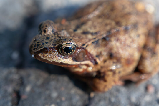 Common frog face macro closeup, European brown frog looking at camera, wild amphibian head portrait, detailed wet skin and eye texture.