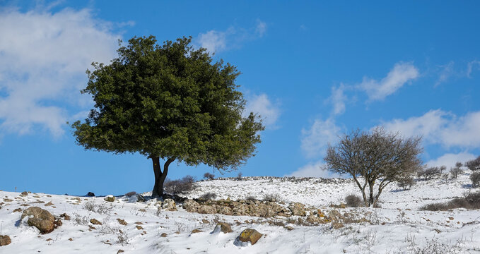 Snow covered forest in the Golan heights in Northern Israel