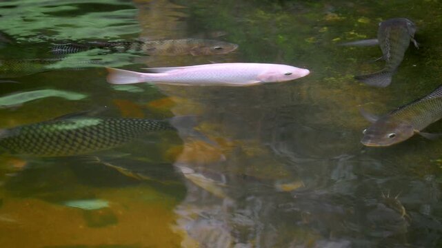 Pale Freshwater Fish Swimming Among Dark Tropical River Fish