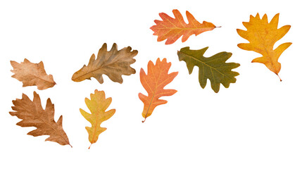 Fototapeta premium Autumn oak leaves in various colors isolated on transparent background for professional design projects as png file