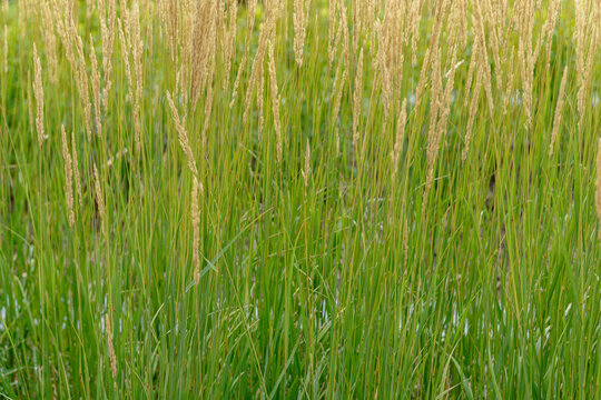 Feather reed grass stalks with fluffy golden spikes in an urban landscaped area. Decorative ornamental grass vegetation texture in a modern public park environment.