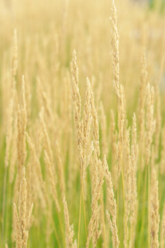 Fluffy golden spikes of feather reed grass on a soft out of focus background. Decorative ornamental cereal vegetation texture in a modern public park environment.