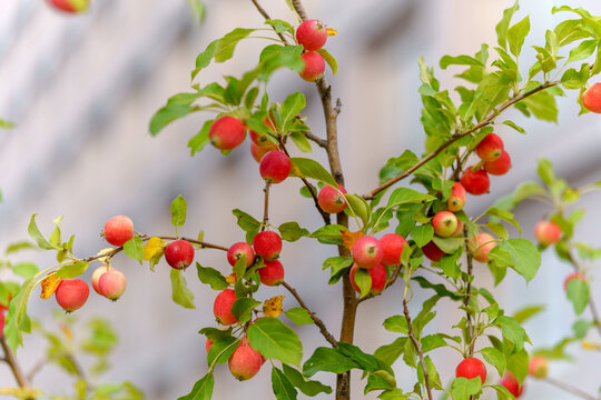 Small red crabapples on a tree branch with green leaves. Ripe Malus prunifolia fruits in a city park with background architecture blur.